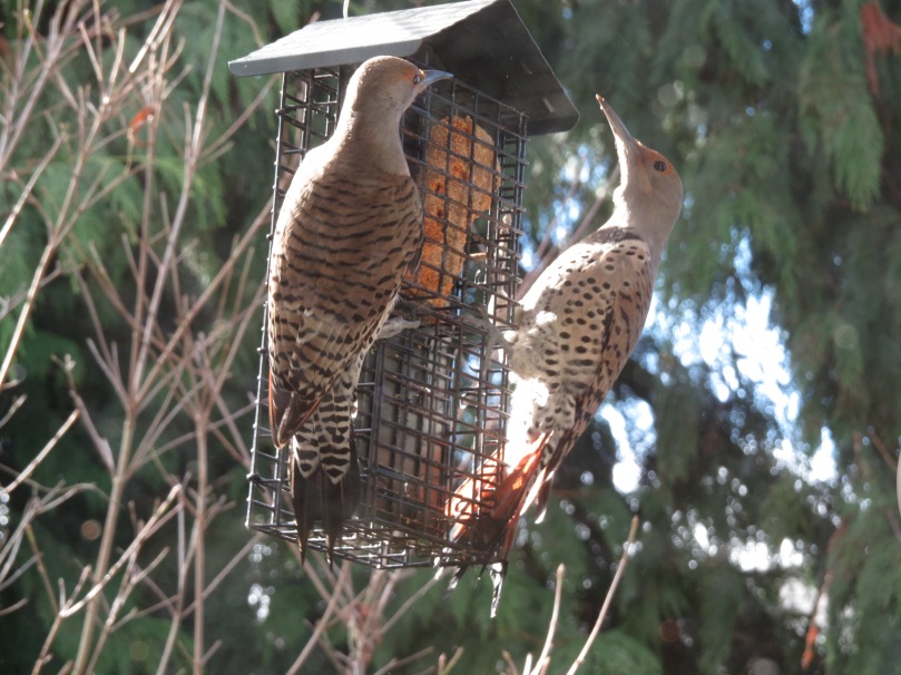 Store-bought suet cake and female Northern Flickers